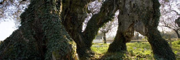 Nel quinto Fine Settimana di Frantoi Aperti riflettori puntati sul borgo di Giano dell’Umbria con la “Rievocazione della Festa della Frasca”