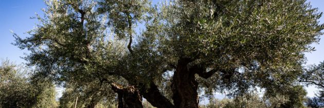 Il 23 e 24 novembre a Giano dell’Umbria  la “Rievocazione della Festa della Frasca”. Si celebra la “benfinita” della raccolta delle olive