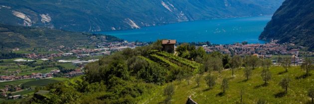 Svelati gli oli del Trentino Alto Adige finalisti dell’Ercole Olivario 2020