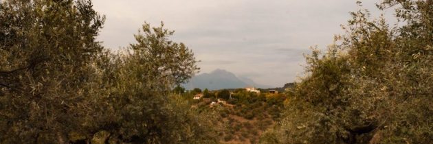 Svelati gli oli dell’Abruzzo finalisti del Premio Nazionale Ercole Olivario 2020