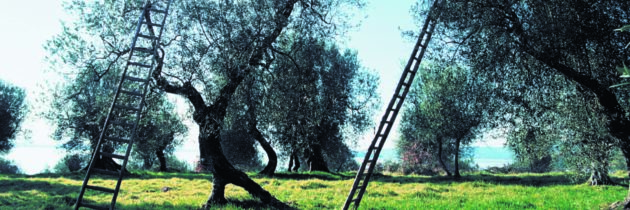 La Strada dell’Olio e.v.o. Dop Umbria celebra l’arrivo della primavera e la “Giornata internazionale della Poesia” con il progetto “l’Ulivo della rinascita”