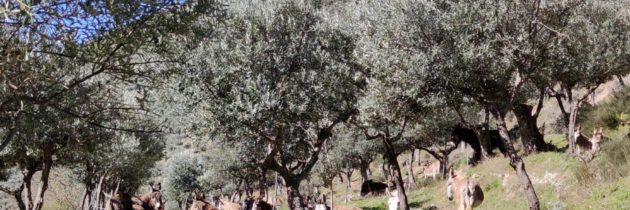 Passeggiate con gli asinelli alla scoperta della montagna di Foligno (Pg)