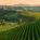 La Federazione Italiana delle Strade del vino, dell’Olio e dei Sapori, in collaborazione con Iter Vitis, organizza la prima “International Wine Routes Conference” sul futuro delle Strade del Vino nel panorama dell’enoturismo internazionale.