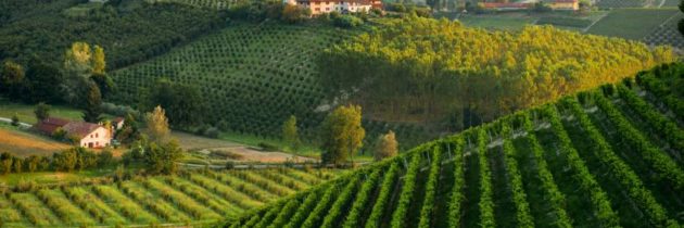 La Federazione Italiana delle Strade del vino, dell’Olio e dei Sapori, in collaborazione con Iter Vitis, organizza la prima “International Wine Routes Conference” sul futuro delle Strade del Vino nel panorama dell’enoturismo internazionale.