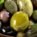 Ercole Olivario – Sezione Olive da Tavola 2023
