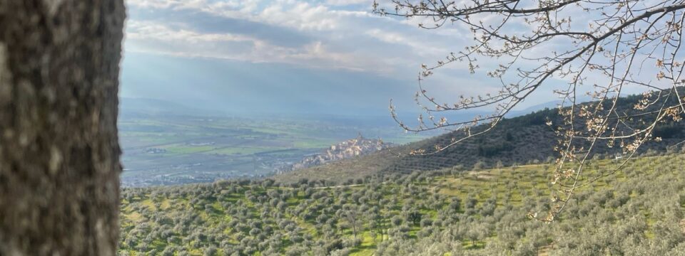 A Trevi (Pg) la 5ª Edizione di “Passeggiate & Buon Gusto di primavera 2025 tra borghi, ulivi e fattorie”