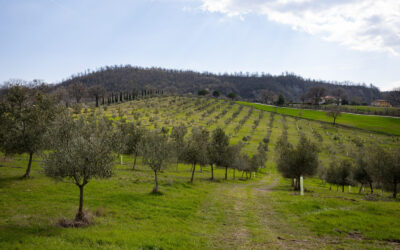 L’Azienda Agricola Silvano Di Murro entra nella rete della Strada dell’Olio e.v.o. Dop Umbria