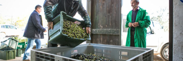 Gli appuntamenti del primo fine settimana di Frantoi Aperti in Umbria – dal 29 ottobre al 1° novembre 2016